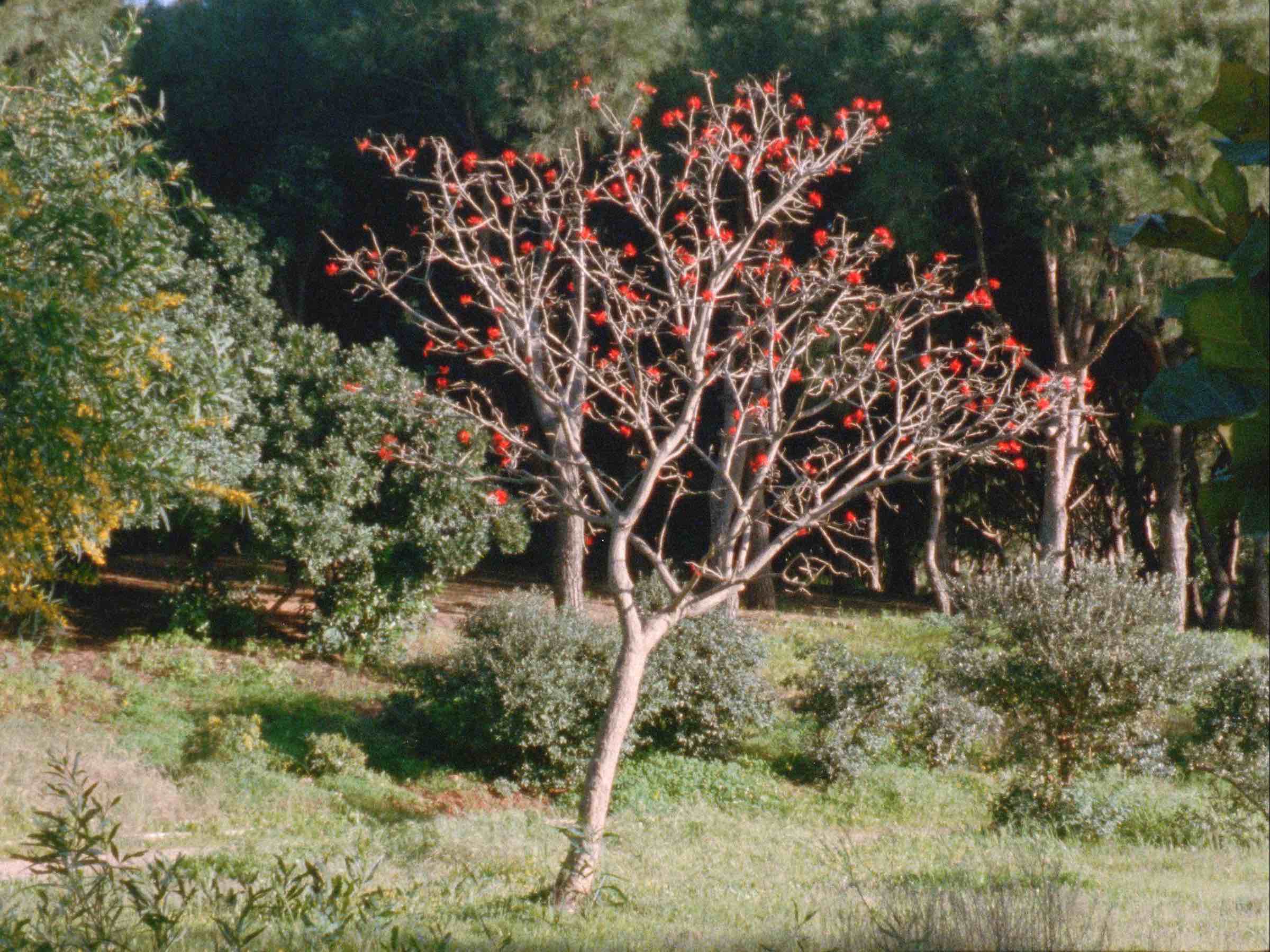Image du film The Secret Garden